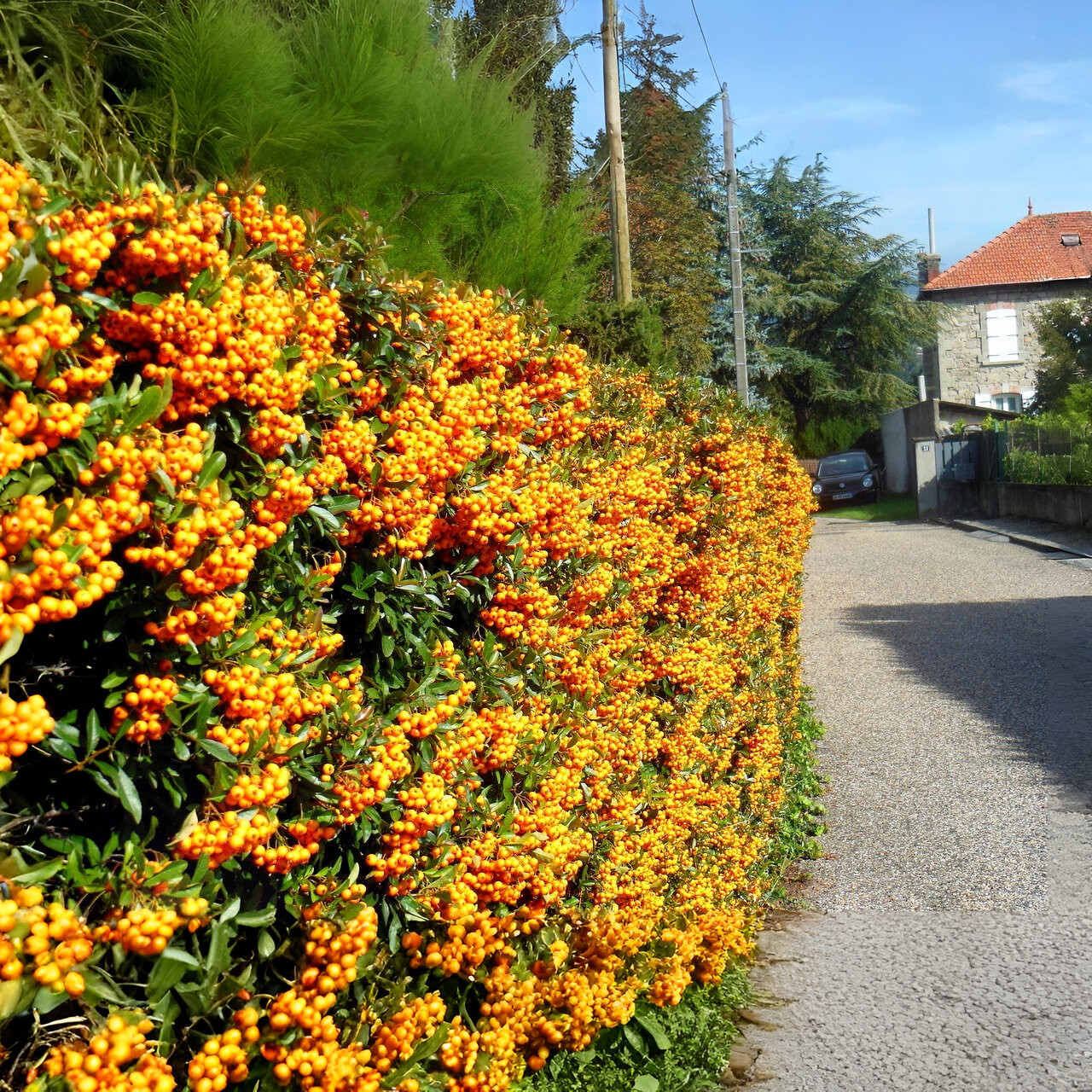 Саджанці Піраканти яскраво-червоної Оранж Чармер (Pyracantha coccinea Orange Charmer) Р9