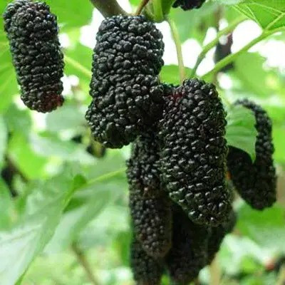 Шовковиця Шеллі – декоративна, високоврожайна, морозостійка, фото 1