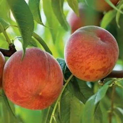 Персик Флемінг Ф'юрі PF-24007 - пізній, великоплідний, урожайний, фото 1