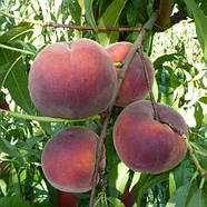 Персик Роял Джим - пізній, великоплідний, урожайний, фото 2