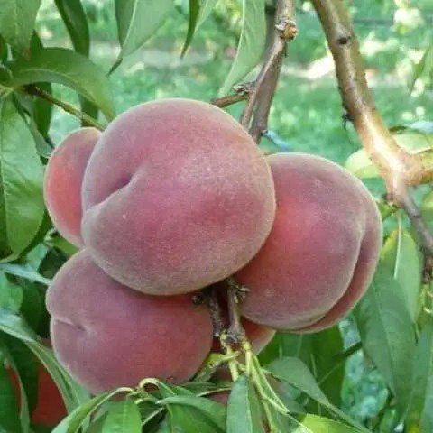 Персик Роял Джим - пізній, великоплідний, урожайний, фото 1