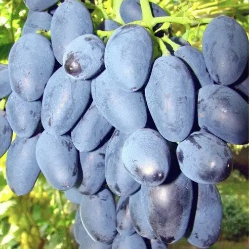 Виноград Рада – високоврожайний, великоплідний, морозостійкий, фото 1