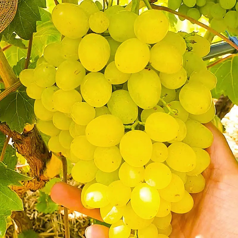 Виноград Цимус – високоврожайний, великоплідний, морозостійкий, фото 1