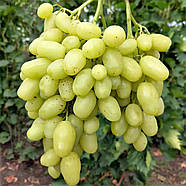 Виноград Бананас – високоврожайний, великоплідний, морозостійкий, фото 2