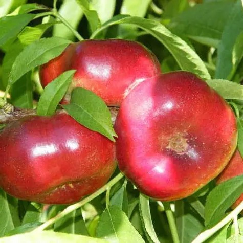 Нектарин Донат - інжирний, середній, великоплідний, фото 1