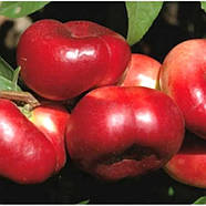 Нектарин Донат - інжирний, середній, великоплідний, фото 2