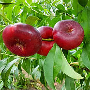 Нектарин Донат - інжирний, середній, великоплідний, фото 3