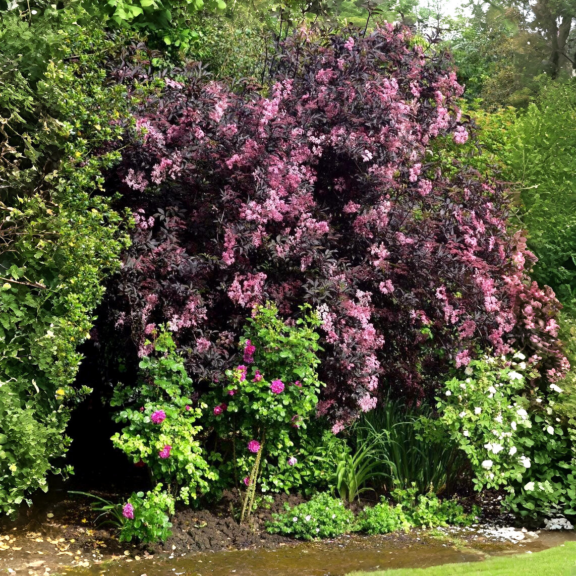 Саджанці чорної Бузини Блек Бьюті (Sambucus nigra Black Beauty Gerda)