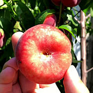 Нектарин Концеттіна - інжирний, солодкий, великоплідний, фото 3