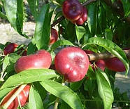 Нектарин Концеттіна - інжирний, солодкий, великоплідний, фото 2