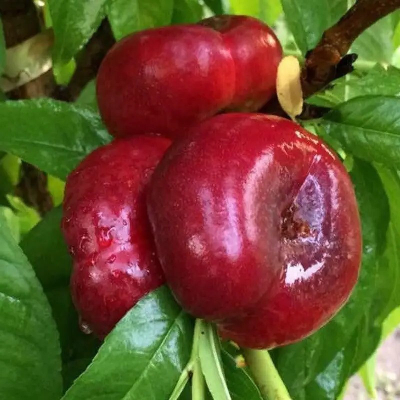 Нектарин Концеттіна - інжирний, солодкий, великоплідний, фото 1