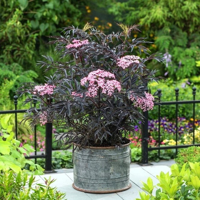 Саджанці  Бузини чорної Блек Лейс/Лейк/Єва (Sambucus nigra Black Lacе)