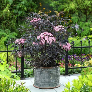 Саджанці  Бузини чорної Блек Лейс/Лейк/Єва (Sambucus nigra Black Lacе)