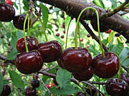 Вишня Чорнокірка - рання, морозостійка, транспортабельна, фото 3