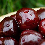 Вишня Чорнокірка - рання, морозостійка, транспортабельна, фото 5