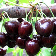 Вишня Чорнокірка - рання, морозостійка, транспортабельна, фото 4