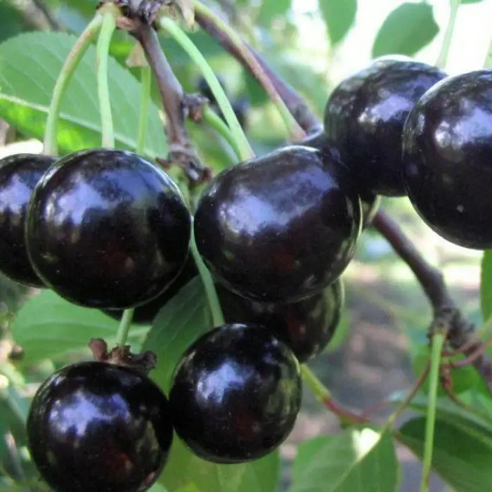 Вишня Чорнокірка - рання, морозостійка, транспортабельна, фото 1
