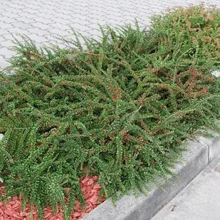 Кизильник горизонтальний – декоративний, витривалий, ґрунтопокривний Р9, фото 1