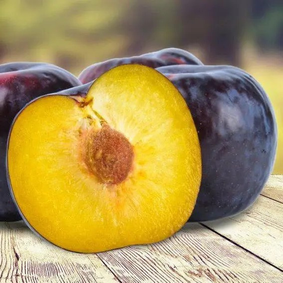 Слива Анжеліно - пізня, великоплідна, зимостійка, фото 1