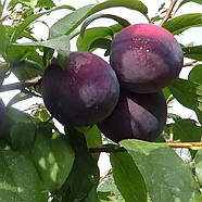 Слива Анжеліно - пізня, великоплідна, зимостійка, фото 2