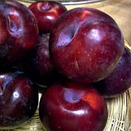 Слива Анжеліно - пізня, великоплідна, зимостійка, фото 3