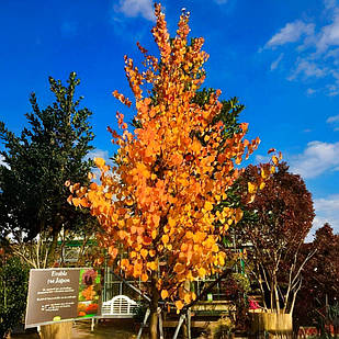 Саджанці Багрянника японського (Cercidiphyllum japonicum) Р9