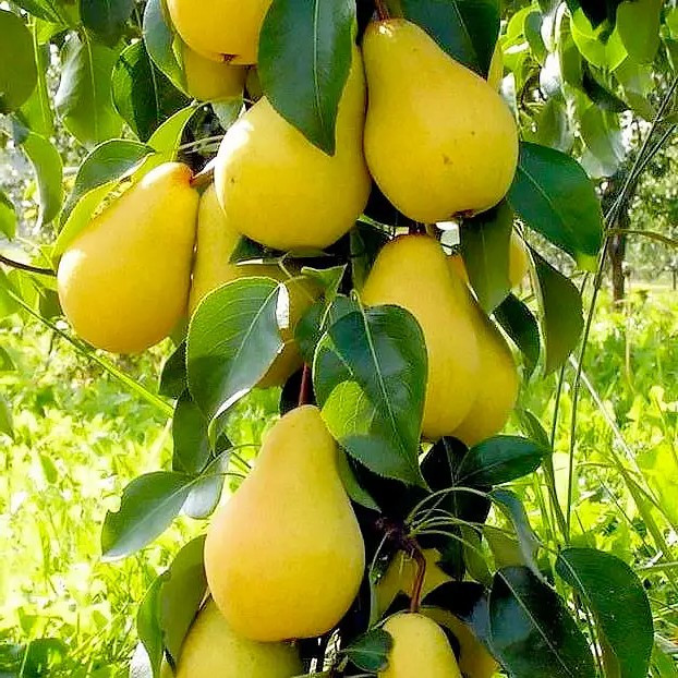 Груша Нарт - соковита, десертна, великоплідна, фото 1