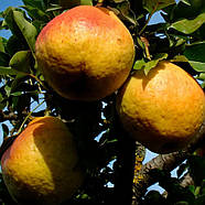 Груша Нарт - соковита, десертна, великоплідна, фото 2