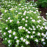 Спірея японська Альбіфлора – компактна, рясноквітуча, білоквіткова Р9, фото 3