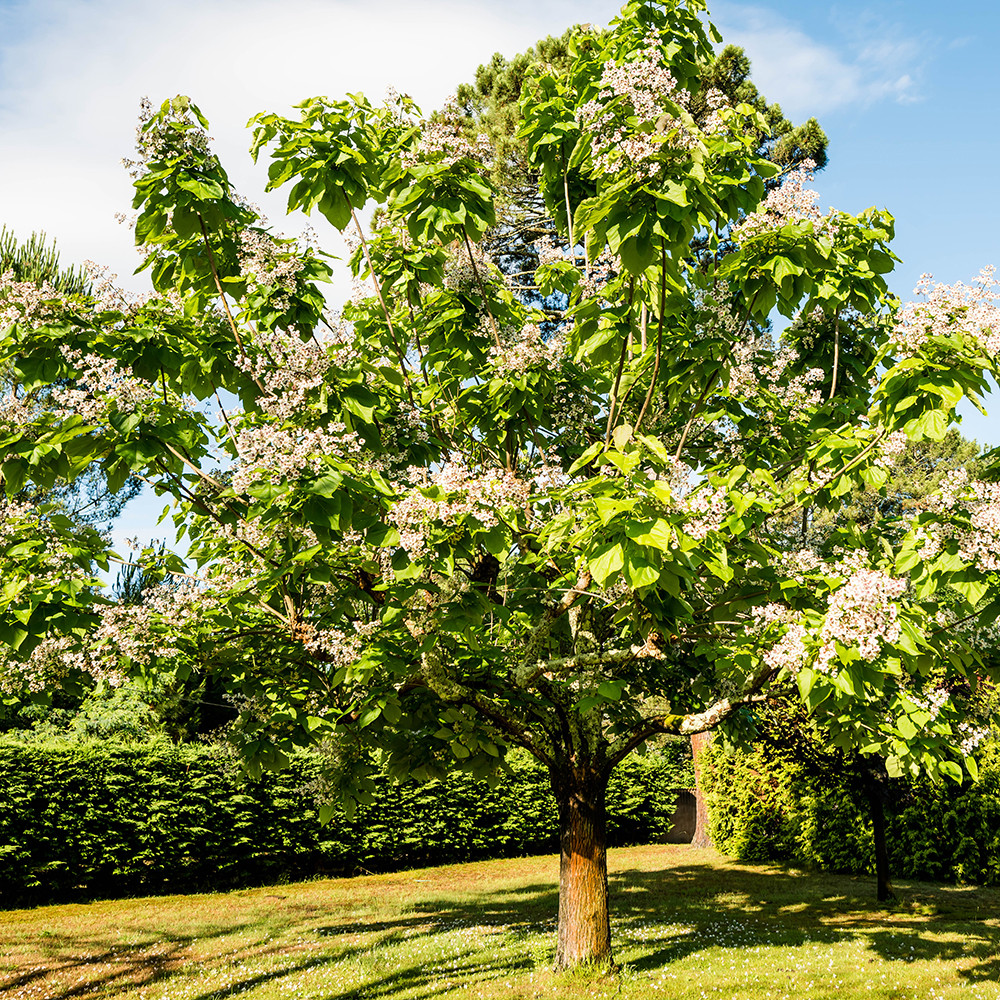 Саджанці Катальпи бігнонієвидна, або звичайна (Catalpa bignonioides) Р9