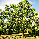 Саджанці Катальпи бігнонієвидна або звичайна (Catalpa bignonioides) Р9, фото 4