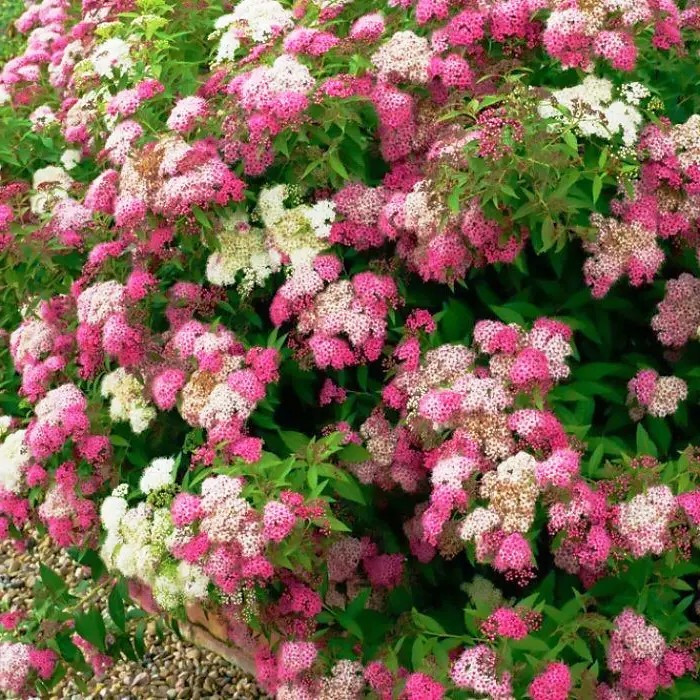 Спірея японська Дженпей (Широбана) – різнобарвна, компактна, невибаглива Р9, фото 1