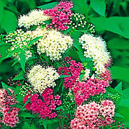 Спірея японська Дженпей (Широбана) – різнобарвна, компактна, невибаглива Р9, фото 2