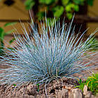 Саджанці Вівсяниця сиза Компакт Блу (Festuca glauca Compact Blue) Р9, фото 3