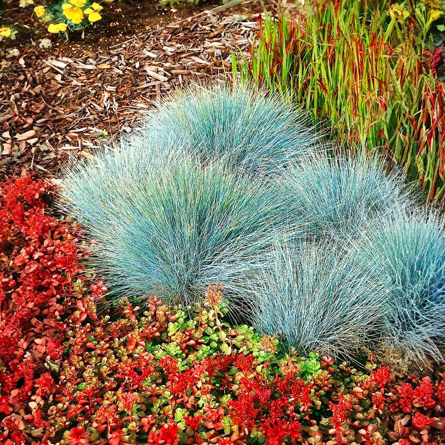 Саджанці Вівсяниця сиза Компакт Блу (Festuca glauca Compact Blue) Р9