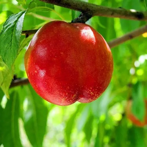 Нектарин Світ Леді - пізній, великоплідний, солодкий, фото 1