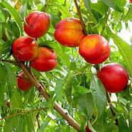 Нектарин Світ Леді - пізній, великоплідний, солодкий, фото 2