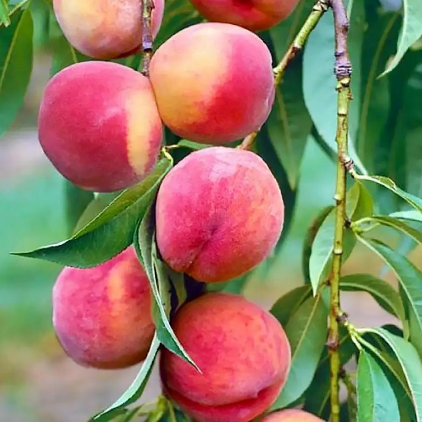 Персик Золотий Тріумф - колоновидний, ранній, великоплідний, фото 1