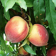 Персик Золотий Тріумф - колоновидний, ранній, великоплідний, фото 2