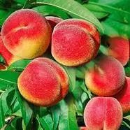 Персик Ювілейний – колоновидний, ранньостиглий, високоврожайний, фото 2