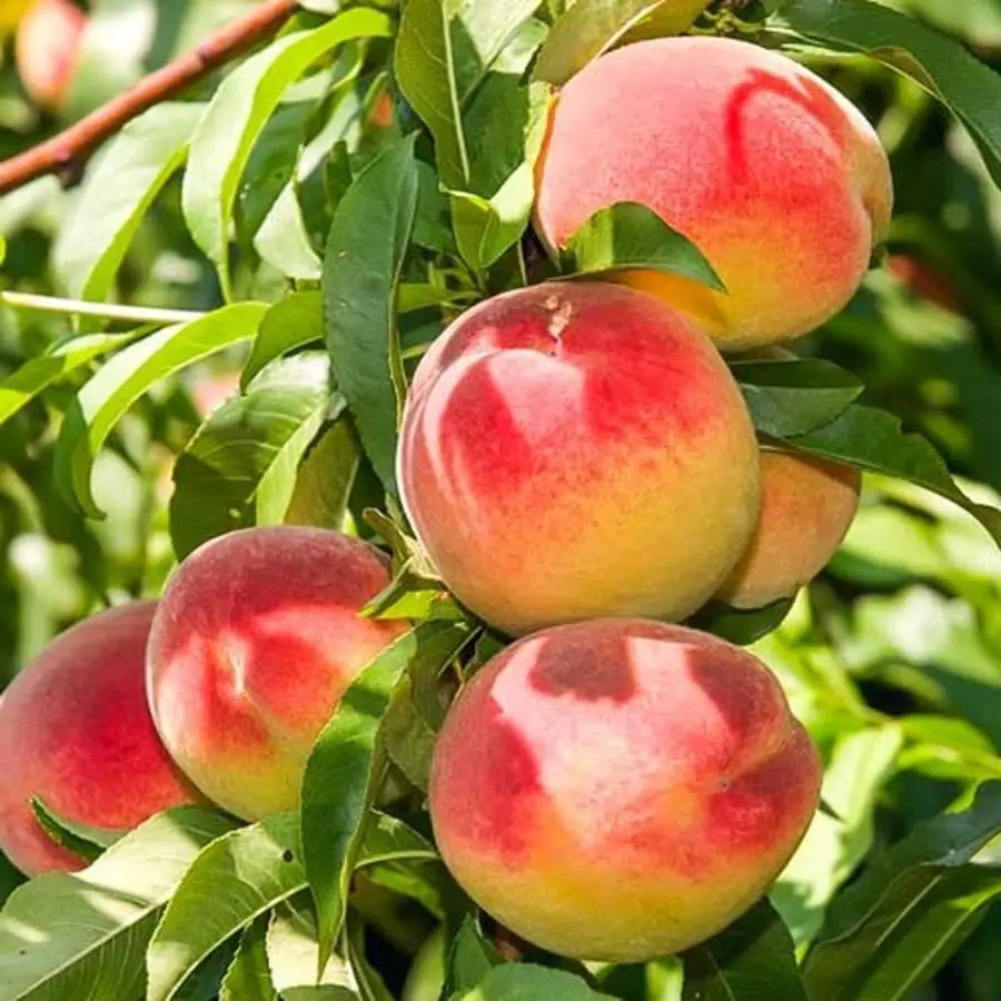 Персик Ювілейний – колоновидний, ранньостиглий, високоврожайний, фото 1