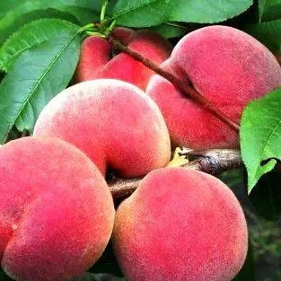 Персик Кримський – колоновидний, самоплідний, соковитий, фото 1