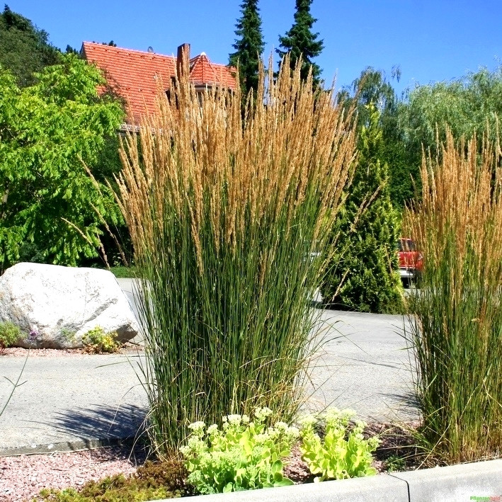 Саджанці Війника гостроквіткового Карл Форстер (Calamagrostis acutiflora Karl Foerster) Р9