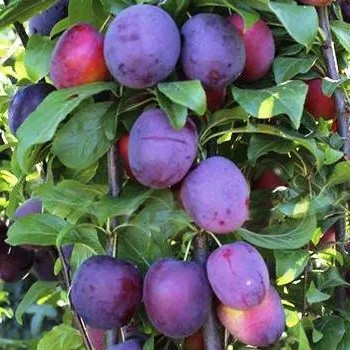 Слива Блю Світ - десертна, крупноплідна, врожайна, фото 1