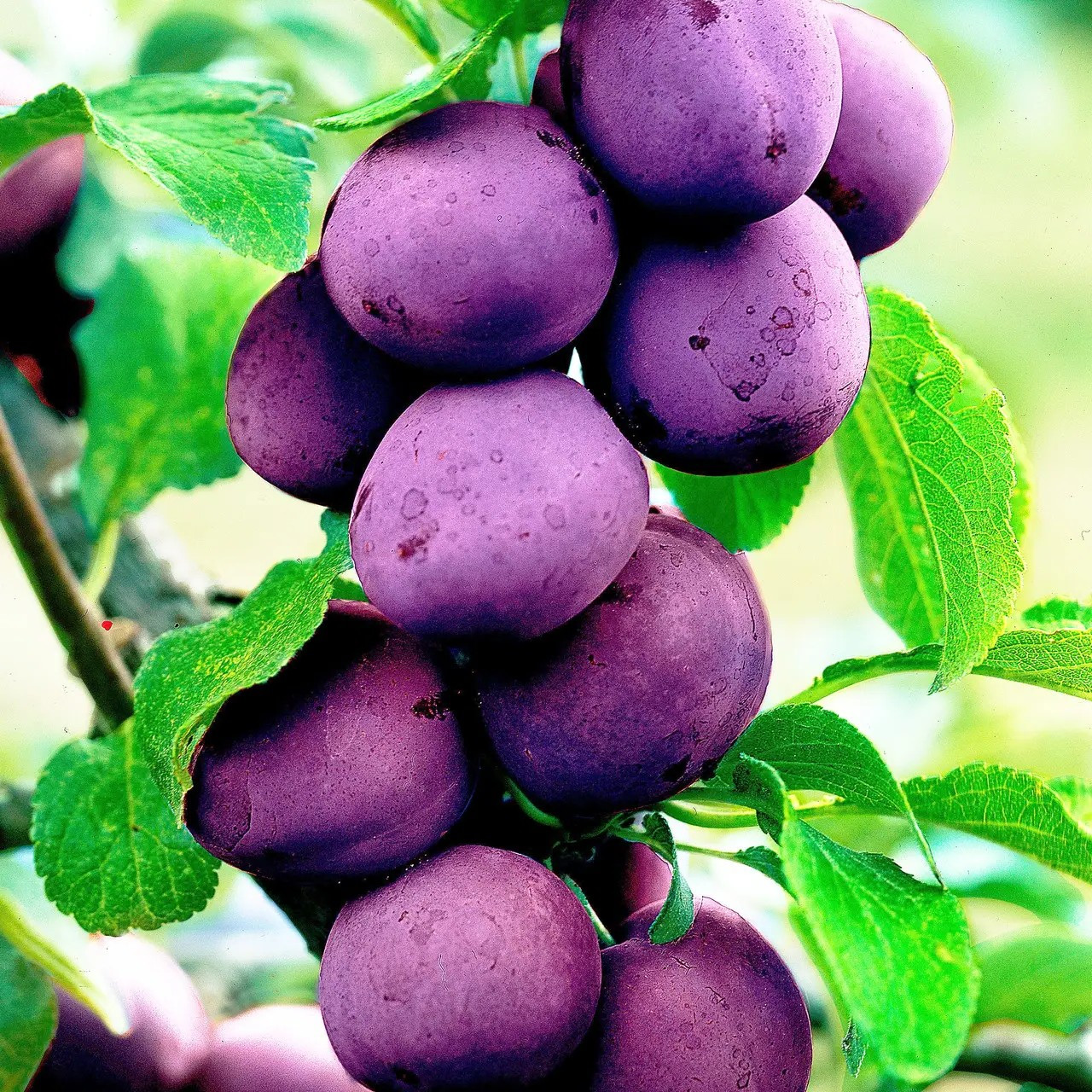 Слива колоновидна Анже – декоративна, стійка, витривала., фото 1