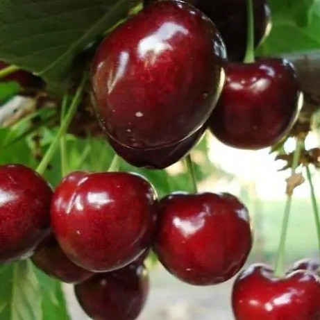 Черешня Мелітопольська - пізня, крупноплідна, врожайна, фото 1