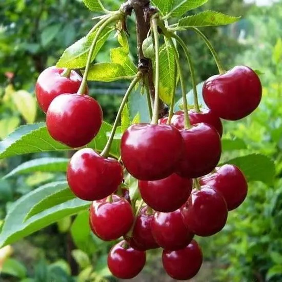 Вишня Шпанка - ароматна, невибаглива, морозостійка, фото 1