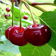 Вишня Шпанка - ароматна, невибаглива, морозостійка, фото 2