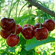 Вишня Шпанка - ароматна, невибаглива, морозостійка, фото 3