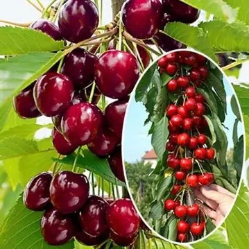 Вишня колоновидна Малютка -десертна, велика, зимостійка, фото 1